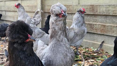 British Lavender Araucana, Dieren en Toebehoren, Pluimvee, Kip, Meerdere dieren