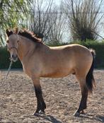 Prachtige PRE ruin, Dieren en Toebehoren, Paarden, Ruin