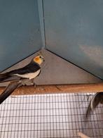 Kweekrijp valkparkiet man, Dieren en Toebehoren, Vogels | Parkieten en Papegaaien