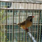 Spitsstaartamandine, Dieren en Toebehoren, Vogels | Overige Vogels, Mannelijk, Tam