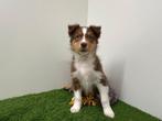 Australische Herder pups, Dieren en Toebehoren, Parvo, België, Reu, 8 tot 15 weken