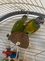 Bonte boeren - senegal papegaai 2025, Dieren en Toebehoren, Meerdere dieren, Papegaai, Geringd