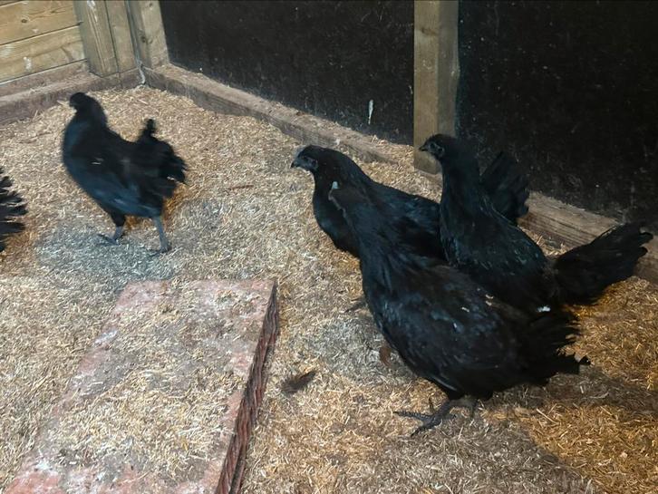 Ayam cemani, Dieren en Toebehoren, Pluimvee