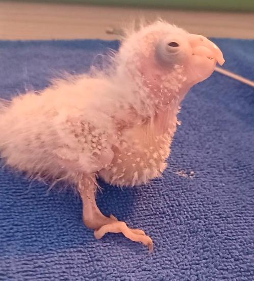 GEZOCHT: Verstoten papegaaien- en parkietenbaby’s, Dieren en Toebehoren, Vogels | Parkieten en Papegaaien