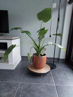 Grote kamerplant met zware stenen buitenpot 90 cm hoog, Enlèvement