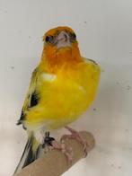 Agaatgele witkop putter split agaatpastel 2025, Dieren en Toebehoren, Mannelijk, Wildzangvogel, Geringd