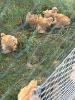 Jonge haantjes cochin groothoen buff (eventueel ruilen), Dieren en Toebehoren