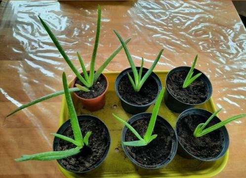 Aloë vera / aloe vera planten, Huis en Inrichting, Kamerplanten, Overige soorten, Minder dan 100 cm, Groene kamerplant, Halfschaduw