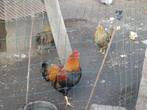 Mooie trio geelzwart gezoomd wyandotte krielen, Dieren en Toebehoren, Pluimvee, Meerdere dieren, Kip