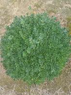 Buxus bol, Ophalen, Buxus
