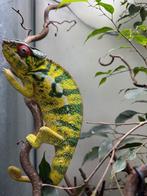 furcifer pardalis nosy mitsio, Dieren en Toebehoren, Reptielen en Amfibieën