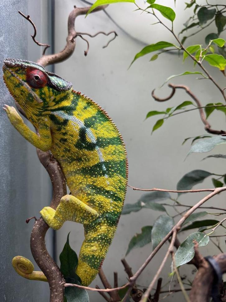 furcifer pardalis nosy mitsio, Dieren en Toebehoren, Reptielen en Amfibieën