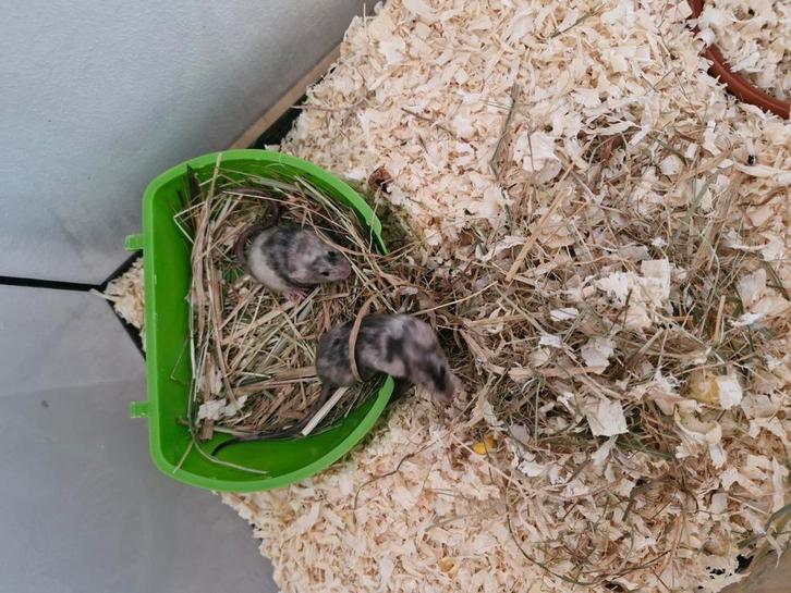 Vrouwen muis, Dieren en Toebehoren, Knaagdieren, Vrouwelijk, Muis, September, Tam