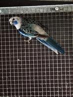 pennant rosella, Dieren en Toebehoren, Vogels | Parkieten en Papegaaien, Parkiet, Geringd