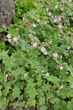 Mooie makkelijke bodembedekker, geranium spessart, Ophalen, Winter