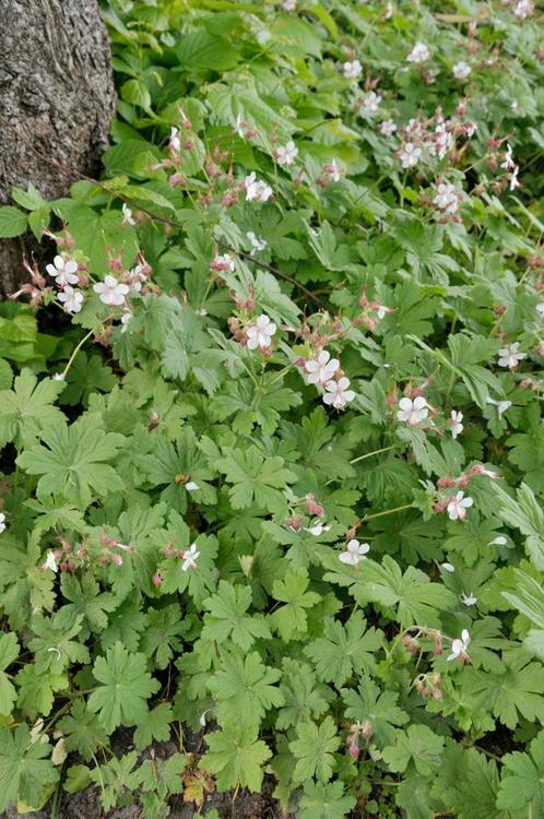 Mooie makkelijke bodembedekker, geranium spessart, Tuin en Terras, Planten | Tuinplanten, Winter, Ophalen