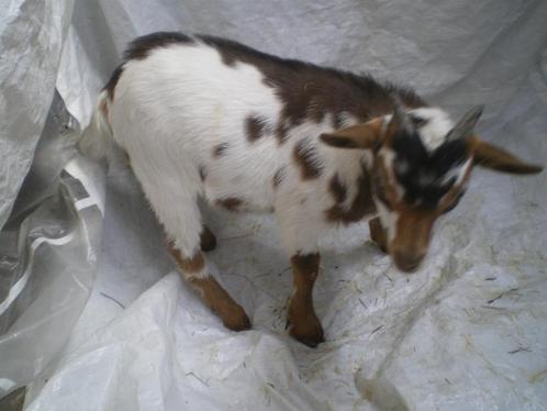 Prachtige mooie mini-dwerggeitjes te koop, Dieren en Toebehoren, Schapen, Geiten en Varkens, Geit, Mannelijk, 0 tot 2 jaar