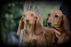 Teckel pups korthaar, Dieren en Toebehoren, Honden | Teckels en Dashonden, CDV (hondenziekte), Meerdere, 8 tot 15 weken, Meerdere dieren