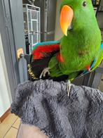 2 eclectus males eam testes maladies