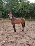 Dressuurmerrie (v. Powerbank), Dieren en Toebehoren, Merrie, Gechipt, Dressuurpaard, 0 tot 2 jaar