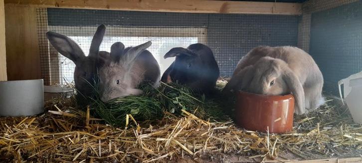 Jonge (hangoor) konijnen, Dieren en Toebehoren, Konijnen, Hangoor