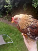 3 mooie jonge haantjes, Dieren en Toebehoren, Pluimvee, Mannelijk, Kip