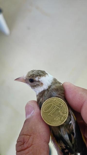 Chardonneret panaché parva, Dieren en Toebehoren, Vogels | Overige Vogels, Meerdere dieren, Wildzangvogel, Geringd