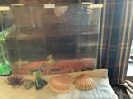 Aquarium et deco, Ophalen