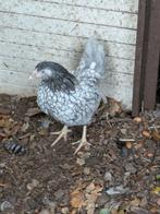 Wyandotte, Dieren en Toebehoren, Pluimvee