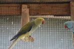 Halsbandparkieten kweekvogels 2021-2023 WKWS/opaline, Dieren en Toebehoren, Meerdere dieren, Parkiet, Geringd