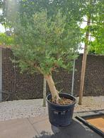 Olijfboom, Tuin en Terras, Ophalen, Olijfboom, 100 tot 250 cm