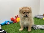 Dwergkees pups, België, Keeshond, 8 tot 15 weken, CDV (hondenziekte)