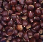 11 kg kastanjes, ook per kg te koop, Ophalen of Verzenden