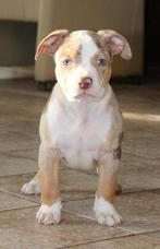 Chiots American Bully Abkc Lionheart Bloodline, Autres races, Plusieurs, Parvovirose, Belgique