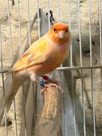 mal arlequin avec cage artisanale, Animaux & Accessoires, Mâle, Canari de couleur