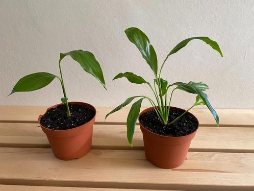 Mooie stekjes: Lepelplant/vredeslelie, eigen kweek,3 euro/st, Huis en Inrichting, Kamerplanten, Overige soorten, Minder dan 100 cm