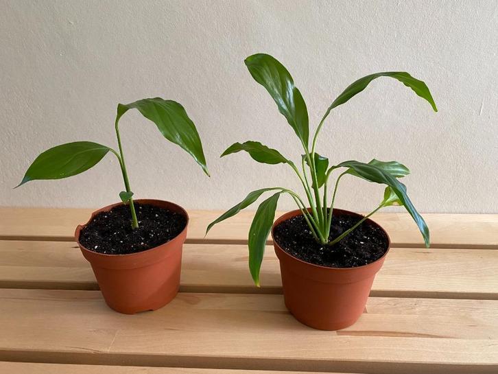 Mooie stekjes: Lepelplant/vredeslelie, eigen kweek,3 euro/st, Huis en Inrichting, Kamerplanten, Overige soorten, Minder dan 100 cm