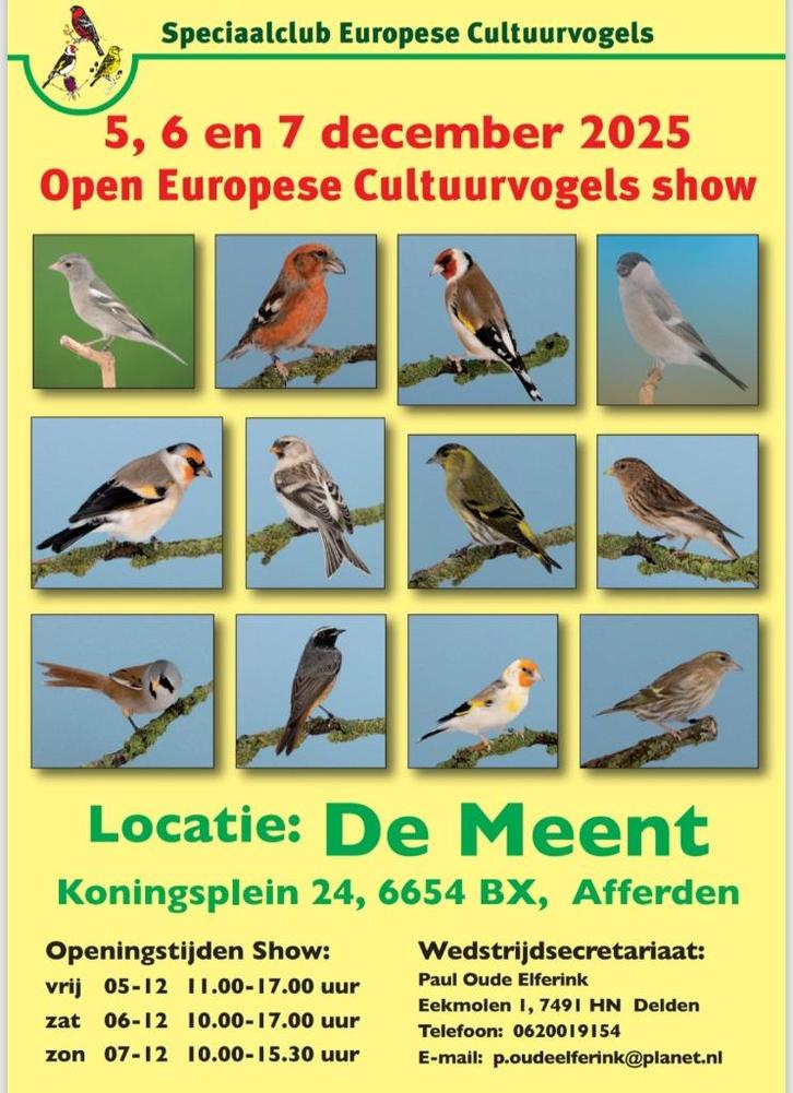 Goudvinken sijzen putters groenlingen, Dieren en Toebehoren, Vogels | Overige Vogels