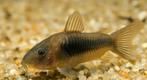 Bronze Corydora, Dieren en Toebehoren