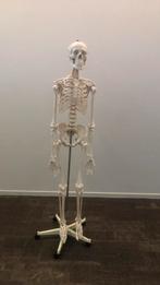 Anatomisch Skelet, Ophalen, Gebruikt, Overige typen