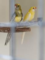Strogele rosella's (lutino, Dieren en Toebehoren, Vogels | Parkieten en Papegaaien, Geringd