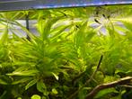 Baby guppy’s te koop, Dieren en Toebehoren, Vissen | Aquariumvissen, Zoetwatervis, Vis