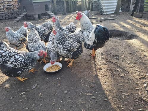 Broedeieren Wyandotte zilver zwart groothoender, Dieren en Toebehoren, Pluimvee, Kip, Meerdere dieren