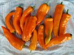 poivron orange Poivron pointu Corno di toro - 5 graines, Jardin & Terrasse, Envoi, Printemps, Plein soleil, Graine