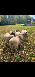 5 Gedekte ooien, Dieren en Toebehoren