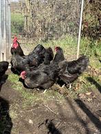 Broedeieren Australorp, Dieren en Toebehoren, Geslacht onbekend, Kip