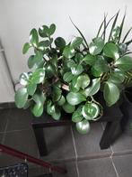 Plant, Tuin en Terras, Planten | Tuinplanten, Ophalen, Vaste plant, Overige soorten, Halfschaduw