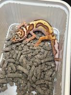 Jonge luipaardgekko, Dieren en Toebehoren, Reptielen en Amfibieën, Hagedis, Tam, 0 tot 2 jaar