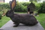 Zwarte Vlaamse reus, Dieren en Toebehoren, Konijnen, Mannelijk, Groot