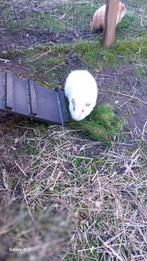 Gladhaar cavia beertje wit roodoog. Niet meer beschikbaar., Cavia, Augustus, Mannelijk, Tam